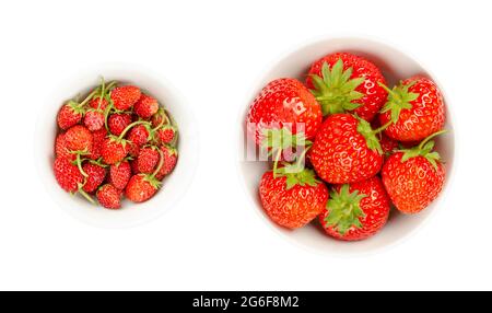 Wilde Erdbeeren und Gartenerdbeeren in weißen Schalen. Frische, reife und helle Früchte von Alpenerdbeeren und die viel größeren Gartenerdbeeren. Stockfoto