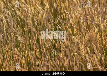 Naturhintergrund von Herbstgras, Otago Region, Südinsel Stockfoto