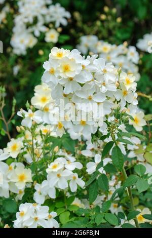 Rosa 'Kew Gardens', Rose 'Kew Gardens. Synonyme: Rosa 'Ausfence'. Mischmoschrose, Englische Rose, dornlose Rose, Strauchrose. Weiß, einzelne Rose Stockfoto