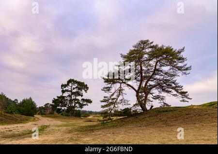 Einsame Kiefern in einer sandigen Landschaft mit grasbedeckten Sanddünen Stockfoto
