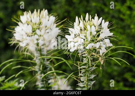 Spider Flower „White Queen“, Spider Plant „White Queen“, Cleome spinosa „White Queen“, Cleome „White Queen“ Stockfoto