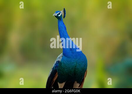 Indian Peacock - der indische Peafowl (Pavo cristatus), auch bekannt als der gemeinsame Peafowl. Potrait des indischen Nationalvogels mit schönem Bokeh Hintergrund. Stockfoto