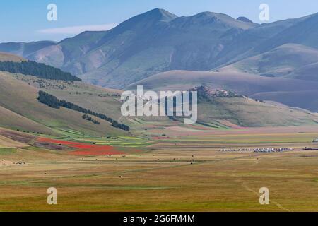 Panoramablick auf Castelluccio di Norcia und Pian Grande im Morgenlicht, Umbrien, Italien Stockfoto