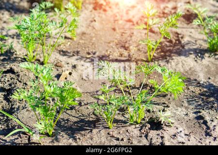 Karotten auf einem Gemüsefeld auf dem offenen Feld anbauen. Karottenanbaugebiet. Agrarindustrie. Stockfoto