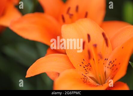 Shenyang, Chinas Provinz Liaoning. Juli 2021. Foto zeigt Lilien im Shenshuiwan Park in Shenyang, nordöstlich der Provinz Liaoning, 6. Juli 2021. Quelle: Yang Qing/Xinhua/Alamy Live News Stockfoto