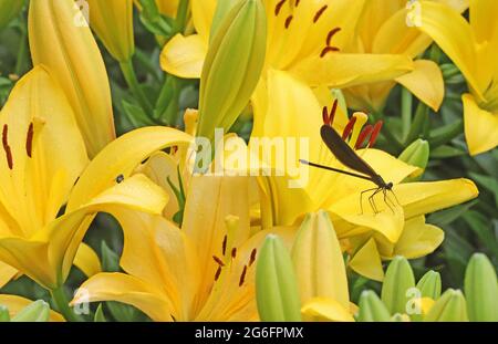 Shenyang, Chinas Provinz Liaoning. Juli 2021. Foto zeigt Lilien im Shenshuiwan Park in Shenyang, nordöstlich der Provinz Liaoning, 6. Juli 2021. Quelle: Yang Qing/Xinhua/Alamy Live News Stockfoto