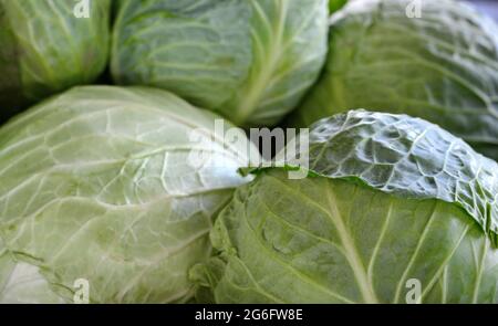 Kohl auf dem Markt. Frischer Kohl aus dem Bauernfeld. Nahansicht der grünen Kabbagen. Vegetarisches Speisekonzept. Brassica oleracea Stockfoto