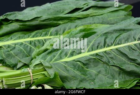 Chard. Mangold Beta vulgaris. Biennial Kraut, eine Unterart der Rüben. Verstärkte grüne Salatblätter. Vegetarische oder gesunde Lebensmittel. Gewaschener Mangold. Stockfoto