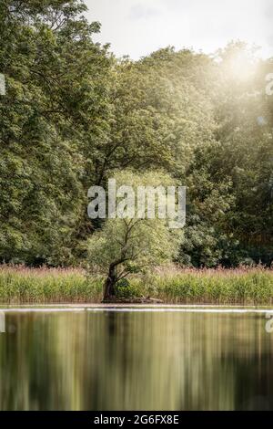 Einsamen Baum auf der Insel in der Mitte des Sees während der goldenen Stunde mit Sonne scheint. Schönes Licht und Reflexion im Teich, Licht Sonnenstrahlen breaki Stockfoto