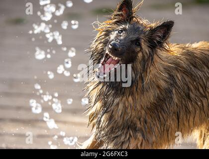 Elsässischer Welpe Hund Deutscher Schäferhund suchen wild tragende Zähne versuchen, Wasser aus Schlauch-Rohr angreifen. Scharfe Eckzähne aus der Nähe des Wachhundes Stockfoto