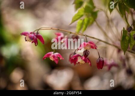 Epimedium Younga ROSEUM Blüten, Familie: Berberidaceae, selektiver Fokus, geringe Tiefenschärfe Stockfoto