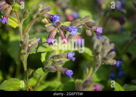 Pulmonaria obscura Dumort. Blüten, unbeflecktes Lungenkraut oder Suffolk-Lungenkraut, Familie: Boraginaceae, Region: Europa Stockfoto