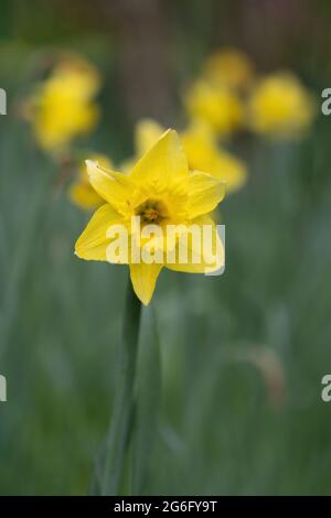 Narcissus Dutch Master gelbe Narzissenblume, Familie: Amaryllidaceae Stockfoto