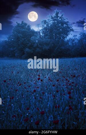 mohn blüht nachts im Weizenfeld. Schöne ländliche Landschaft im Nebel. Bäume verschwimmen in der Ferne. Wolken am Himmel im Vollmondlicht Stockfoto