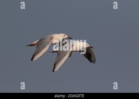 Zwei schlanke Möwen (Larus genei, in Flight, Tnaji, gambia, Westafrika Stockfoto