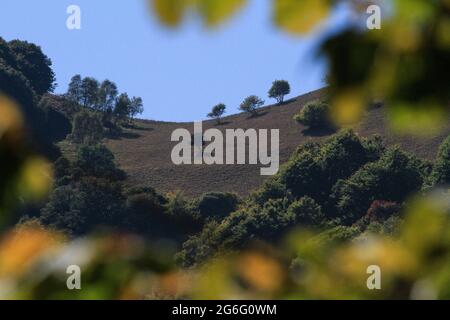 Sonnige Aussicht Bäume wachsen auf dem Hügel, Valle Sesia, Italien Stockfoto