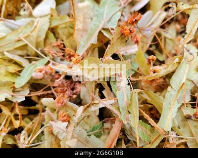 Werk Linden. Nahaufnahme von Lindenblättern und Krokus. Stockfoto