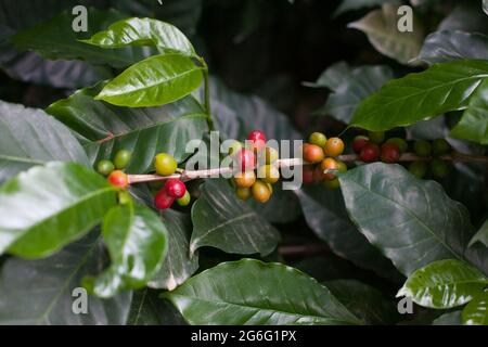 Kaffeebohnen auf einer Filiale auf einer Kaffeebaumplantage. Frische grüne und rote saftige Kaffeebeeren auf einem Bio-Bauernhof in Kolumbien. Fotografie der Reifung p Stockfoto