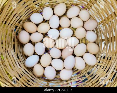 Bio-Eier in einem Korb. Stockfoto