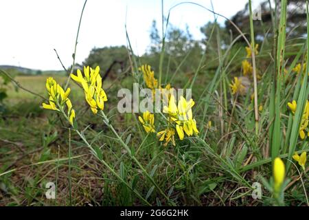 Färber-Ginster, Färberginster (Genista tinctoria), Nettersheim, Nordrhein-Wesrfalen, Deutschland Stockfoto