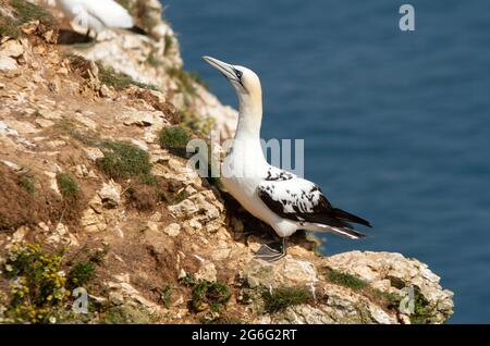 Eine subadulte Gannet zeichnet sich durch die schwarzen Federn in den Flügeldecken aus. Obwohl er in diesem Jahr nicht brütet, ist er immer noch angezogen Stockfoto