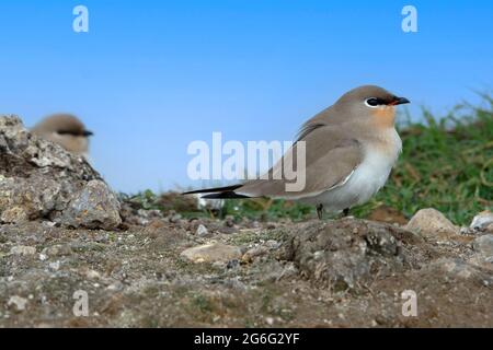 Die kleine Pratincole, kleine Pratincole oder kleine indische Pratincole, Glareola Lactea, Indien Stockfoto