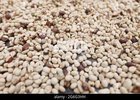 Trocknen weißer roher Kaffeebohnen auf einem Gitter. Frische Kaffeebohnen auf Bio-Farm in Kolumbien. Hintergrund mit rohen Kaffeebohnen. Reifeprozess der Öko-Cop Stockfoto