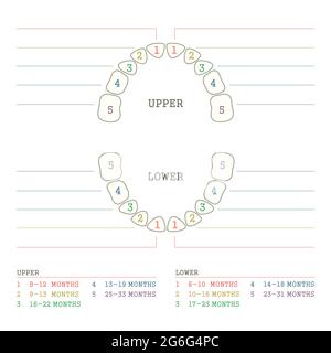 Primäre Kinderzähne, Zeitplan der Baby-Zähne-Eruption. Сhildren's Zahnmedizin Infografiken Stock Vektor