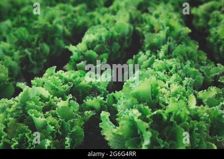 Reihen von organischen gesunden grünen Salatpflanzen Stockfoto
