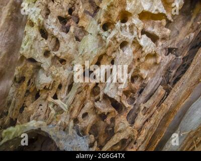 deadwood mit Ameisen, Deutschland, Mecklenburg-Vorpommern, Seedorf, Klein Zecher Stockfoto