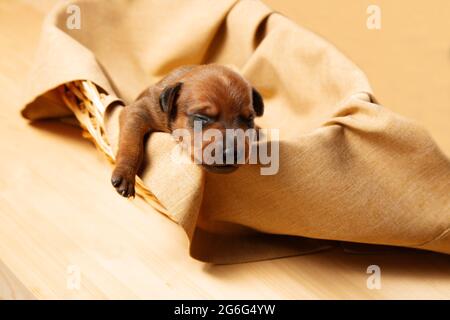 Ein neugeborener Welpe in einem Weidenkorb. Der Welpe des Zwergpinschers ruht. Ein charmanter Welpe. Stockfoto
