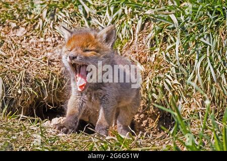 Rotfuchs (Vulpes vulpes), gähnende Fuchsjunge vor dem Bau, Norwegen Stockfoto