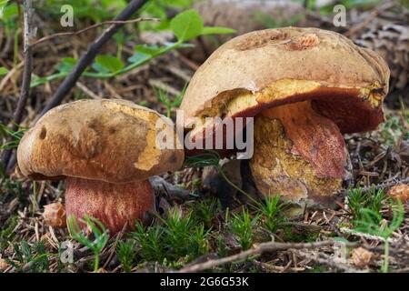 Essbarer Pilz Neoboletus luridiformis im Fichtenwald. Bekannt als Scarletina bolete. Zwei Wildpilze wachsen in den Nadeln. Stockfoto