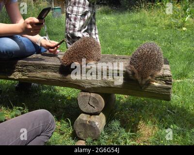 Westliche Igel, europäischer Igel (Erinaceus europaeus), Tiere auf einer Holzbank, werden von Kindern beobachtet und fotografiert, Deutschland Stockfoto