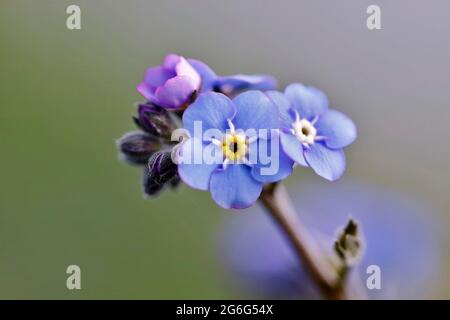 Holz Vergiss-mich-nicht, Wald Vergiss-mich-nicht (Myosotis sylvatica 'Wallufer Schnitt', Myosotis sylvatica Wallufer Schnitt), Kultivar Wallufer Schnitt, Stockfoto