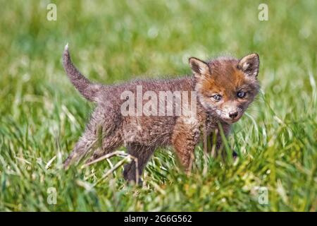 Rotfuchs (Vulpes vulpes), Fuchsjunge auf einer Wiese, Norwegen Stockfoto