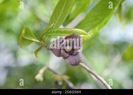 Pfandpfote, Cherimoya (Asimina triloba), Blume, Deutschland Stockfoto