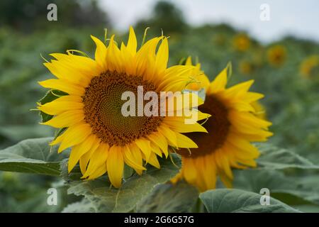 Blühender Helianthus annuus im Feld. Bekannt als Sonnenblume. Zwei gelbe Blüten, Detail des Blütenkopfes. Stockfoto