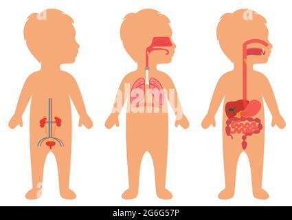 Kinderkörper, medizinische Illustration, menschliche Organe, kindliche Anatomie Stock Vektor