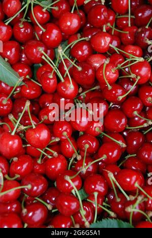 Kirschbaum, Süße Kirsche (Prunus avium), reife Kirschen Stockfoto