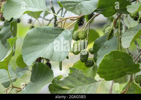 Common Alder, Black Alder, Europäische Erle (Alnus glutinosa), Zweig mit unreifen Früchten, Deutschland Stockfoto