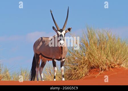 Gemsbock, beisa (Oryx gazella), steht in der Wüste, Namibia Stockfoto