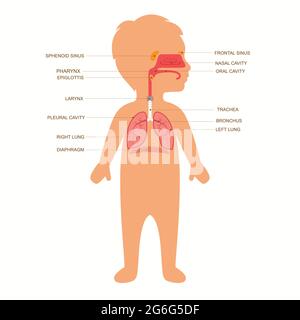 Anatomie des menschlichen Atmungssystems, Darstellung des medizinischen Kindsvektors in der Nase Stock Vektor