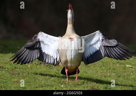 Ägyptische Gans (Alopochen aegyptiacus), flatternde Flügel, Deutschland Stockfoto