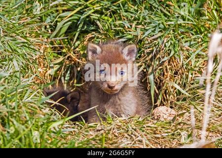 Rotfuchs (Vulpes vulpes), Fuchs-Junge, der aus seinem Bau späht, Norwegen Stockfoto