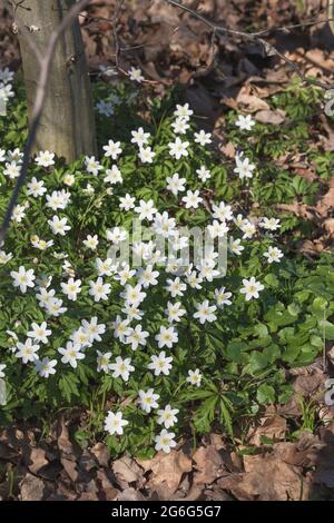 Buschwindröschen (Anemone Nemorosa), blühen, Deutschland Stockfoto