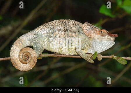 Kurzhornchamäleon (Calumma brevicorne), auf einem Zweig, Madagaskar Stockfoto