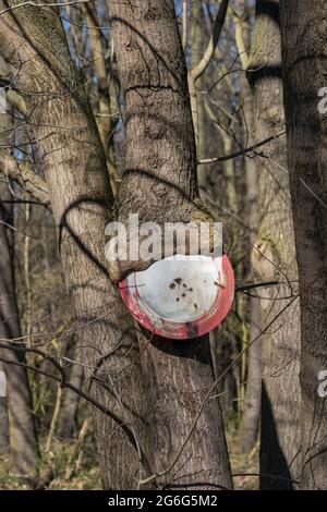 Norway Ahorn (Acer platanoides), 'No Passage'-Zeichen eingewachsen in Baumstamm Stockfoto