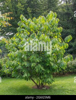 Gewöhnliche Pawpaw, Cherimoya (Asimina triloba), Habit Stockfoto