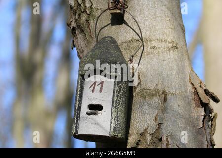 Künstlicher Fledermaus-Nistkasten an einem Baumstamm, Deutschland Stockfoto